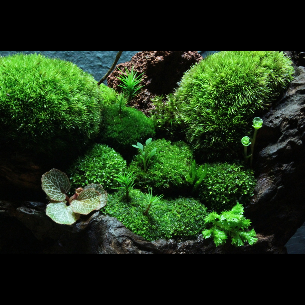 裏ワザ⑪　癒しの苔盆栽　里山の風景　更にアップ