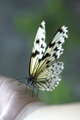 butterfly paradise 29 ギャラリー用 手乗りオオゴマダラ
