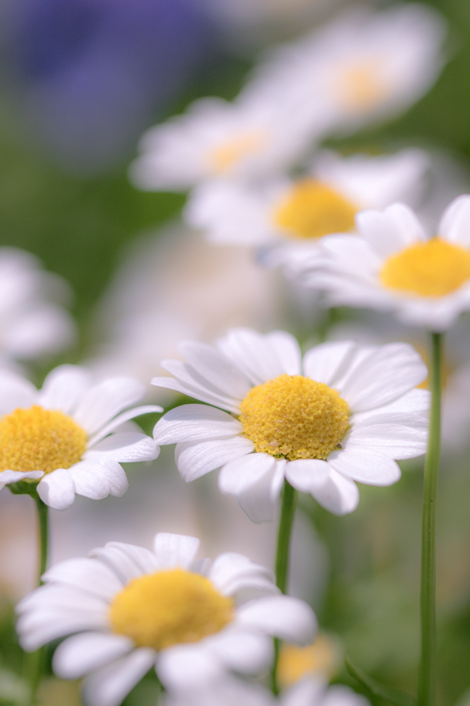 たまには花も撮らないとね^^　③