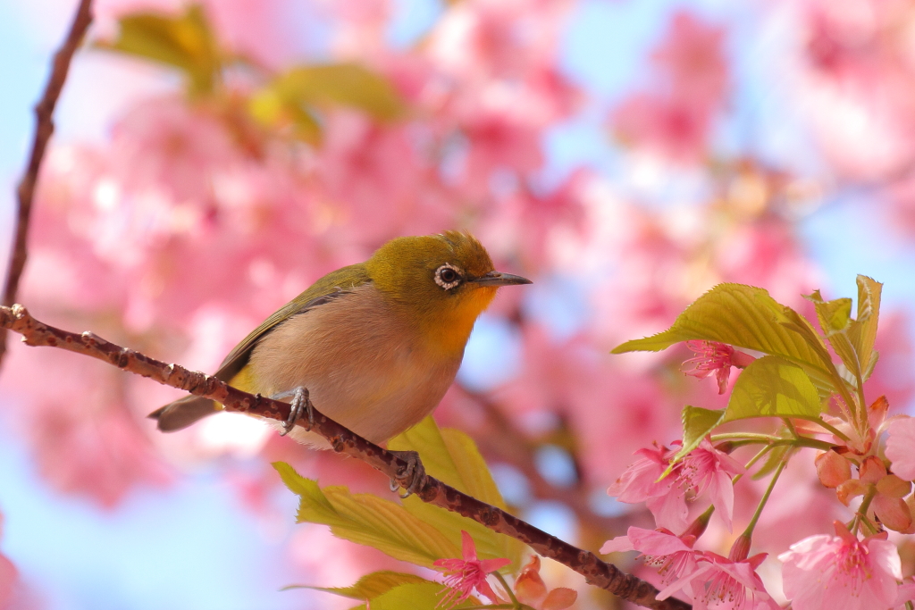 春っていいな～(^^♪
