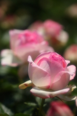 薔薇の園3　ピエールドゥロンサールという品種