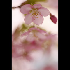 桜三昧48　伊豆の河津桜12