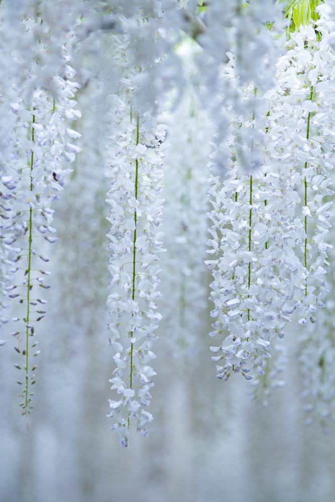あしかがフラワーパーク④　藤の花三種盛り　白藤
