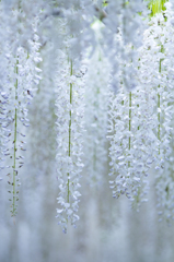 あしかがフラワーパーク④　藤の花三種盛り　白藤