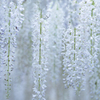 あしかがフラワーパーク④　藤の花三種盛り　白藤