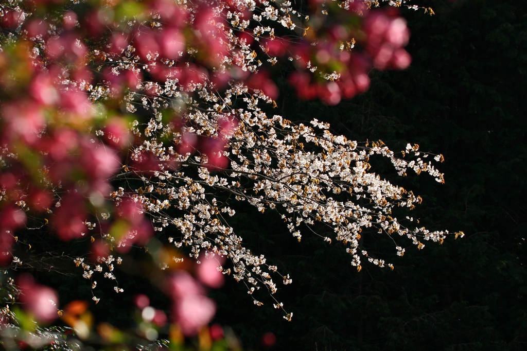 散りゆく桜　芽生えるカイドウ