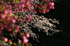 散りゆく桜　芽生えるカイドウ