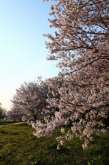 権現堂堤の桜