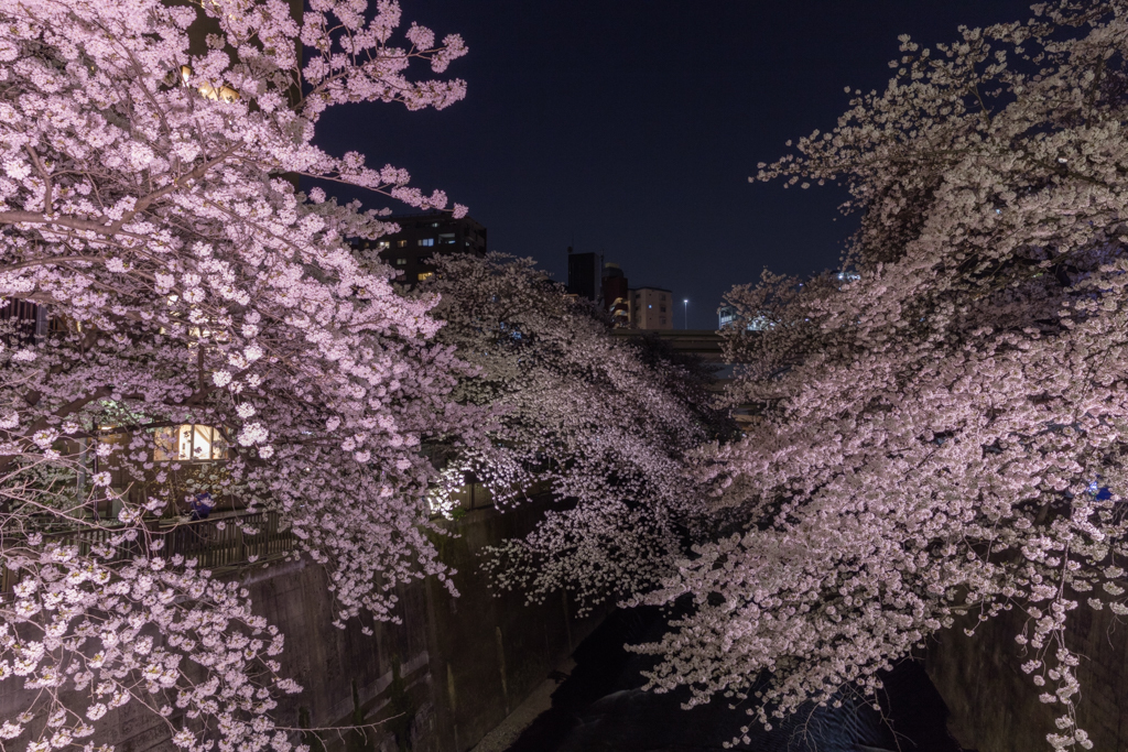 桜三昧⑥
