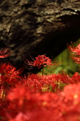 天空の花 曼珠沙華⑯　「溌剌」（はつらつ）　ギャラリー用