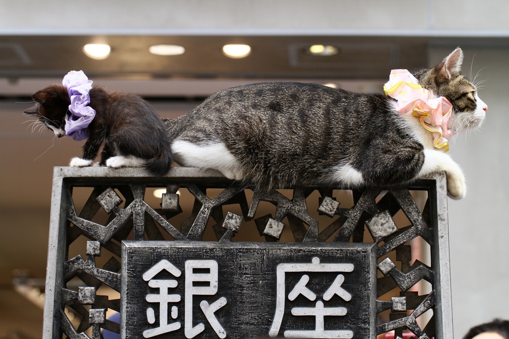 銀ブラでネコちゃんと遭遇！！