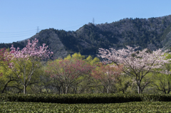 春のどか②