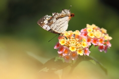 butterfly paradise 11