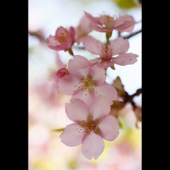 桜三昧35　河津桜