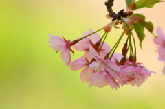 桜三昧4　伊豆河津川沿いの桜3