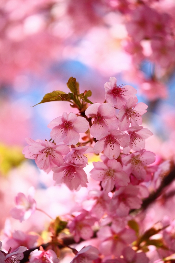 河津桜