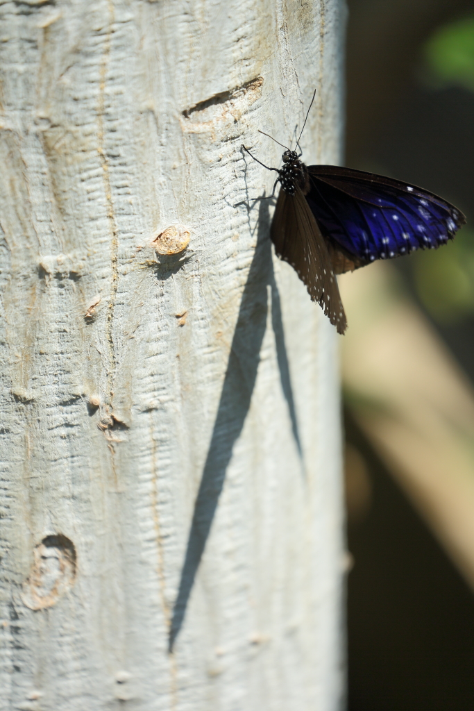 butterfly paradise 19 ツマムラサキマダラ