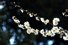 さくら　サクラ　桜　sakura 