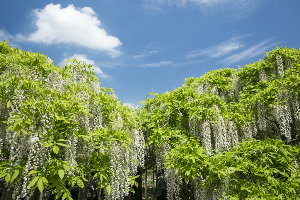 あしかがフラワーパーク⑦　藤の花三種盛り