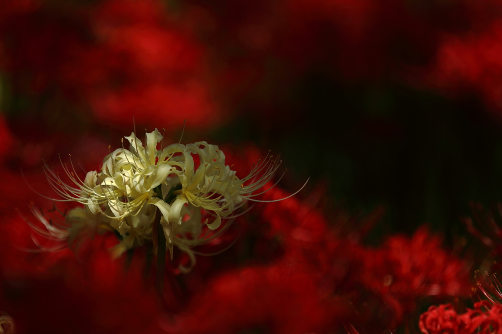 秋の三種盛り⑩　天空の花 曼珠沙華　「主張」