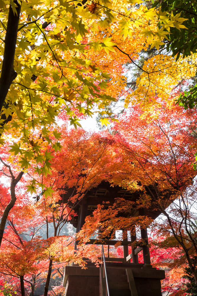 錦秋の平林寺④