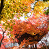 錦秋の平林寺④