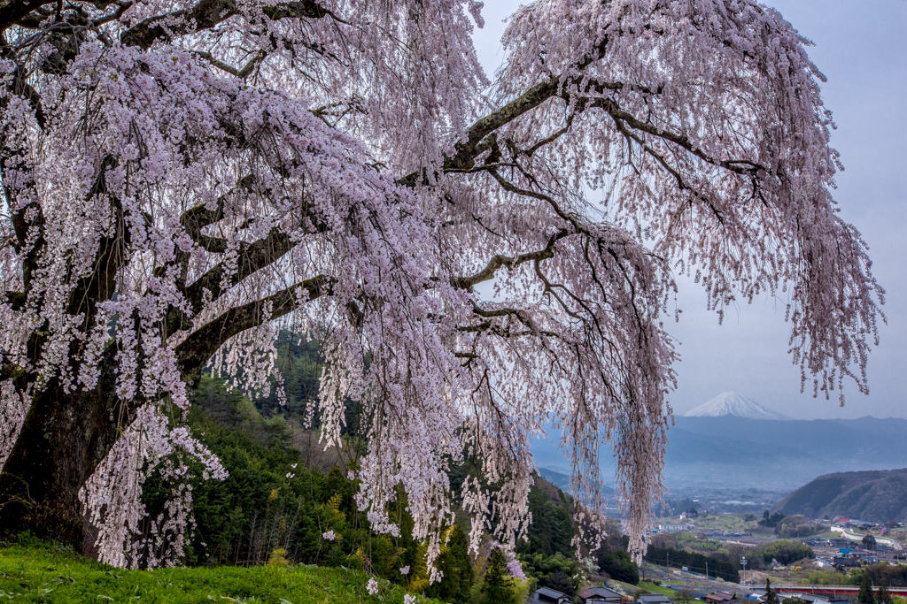 乙ヶ妻の枝垂れ桜② 富士三昧548