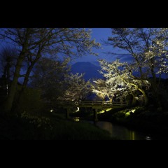 桜三昧21 忍野八海の桜と富士