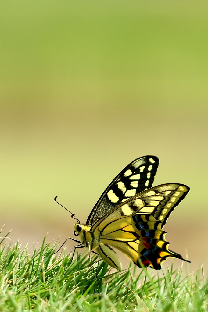 butterfly paradise 2 ギャラリー