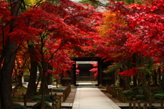 錦秋の平林寺1