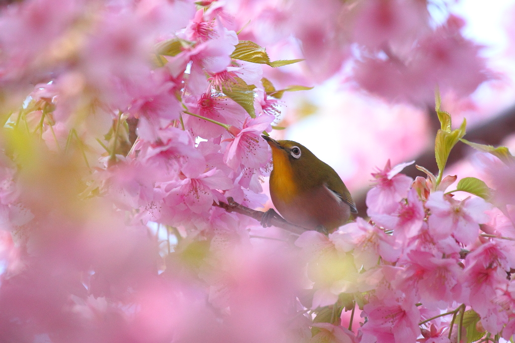 春想う