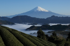 富士三昧39　吉原の茶畑と雲海