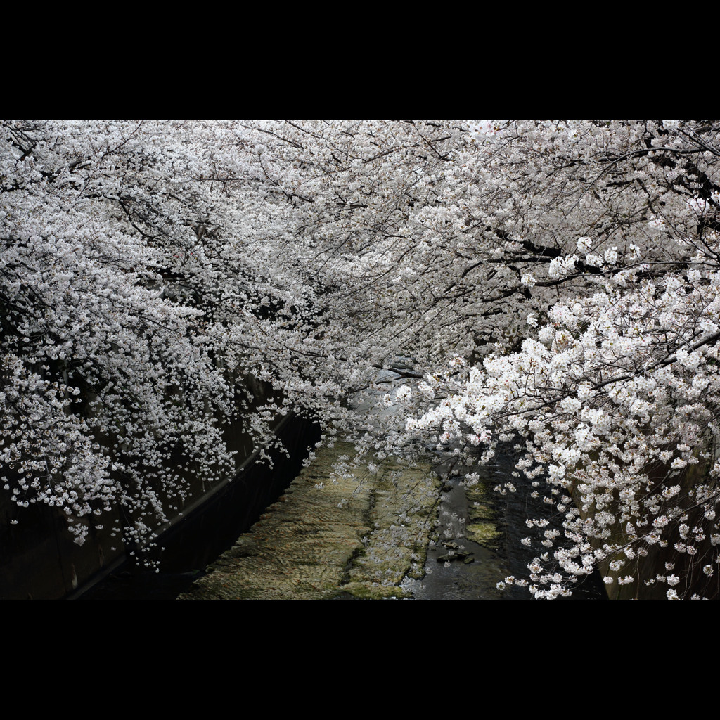 桜三昧19　神田川2