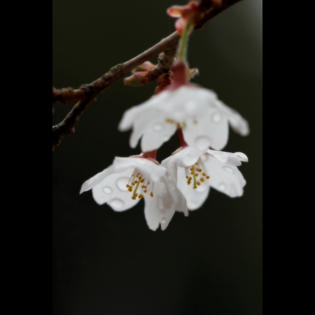 桜三昧40 富士桜