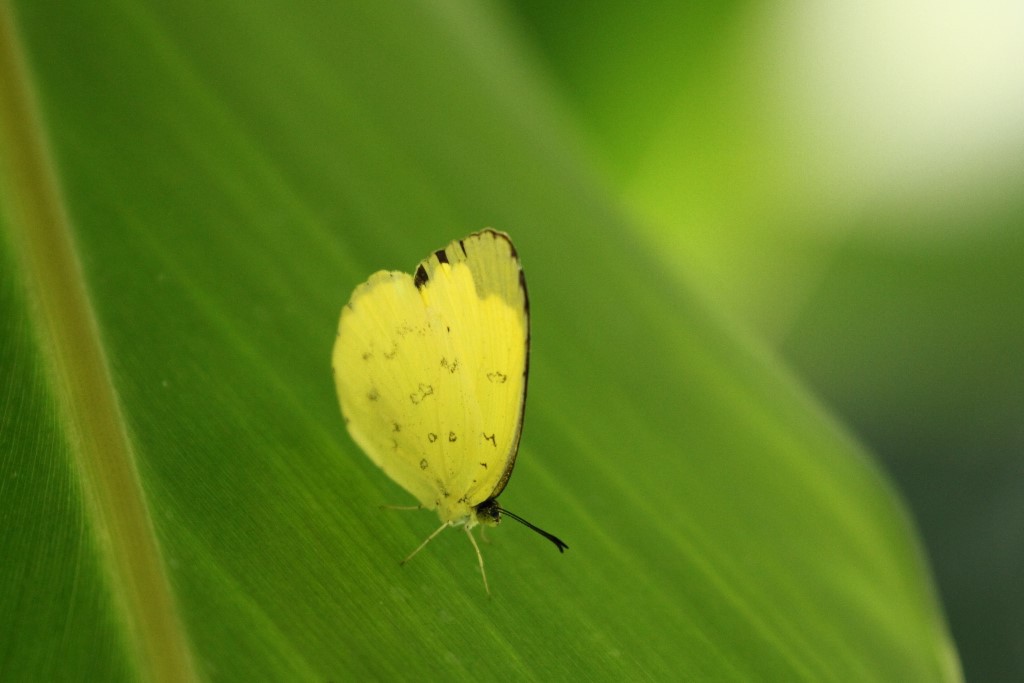 butterfly paradise 2 ギャラリー