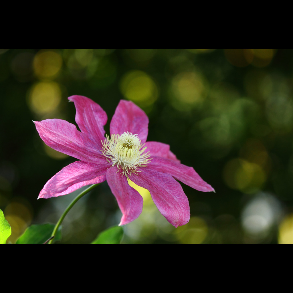 季節を彩る花々12　hattoさんのお母様に捧ぐ　クレマチス1