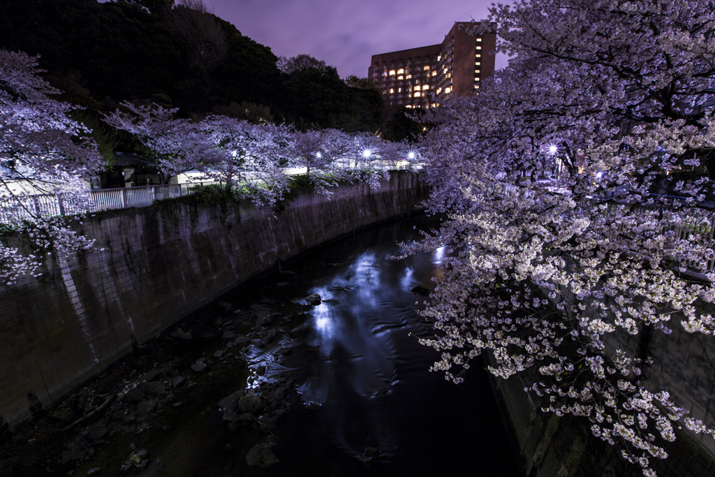 神田川の夜桜④