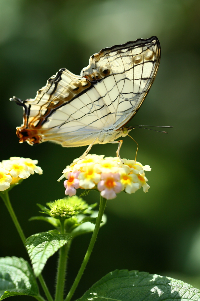 butterfly paradise 2　ギャラリー