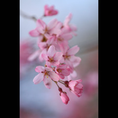桜三昧49　枝垂れ桜