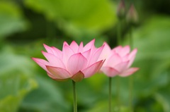 きらびやか