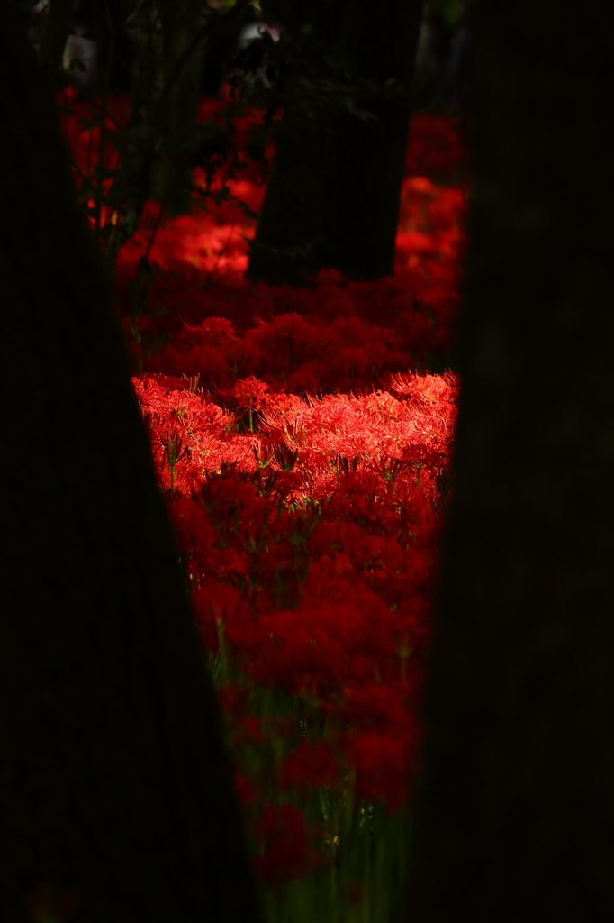 曼珠沙華6　紅への誘い