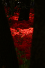 曼珠沙華6　紅への誘い