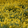 井田集落のシンボル菜の花②