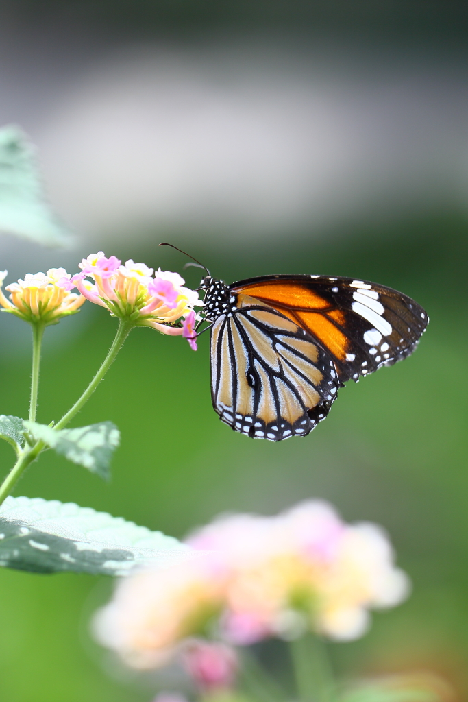 butterfly paradise 2 ギャラリー