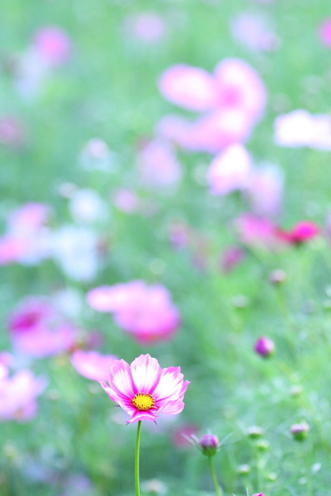 追憶2　 秋桜7