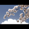 桜三昧51 ギャラリー桜三昧2012～2013
