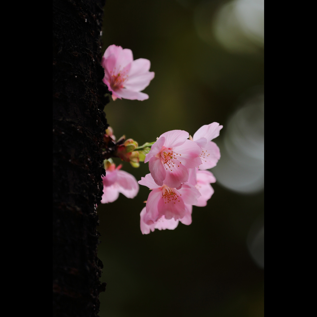 桜三昧47　「陽光桜」4