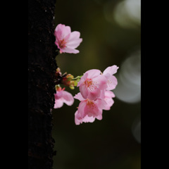 桜三昧47　「陽光桜」4