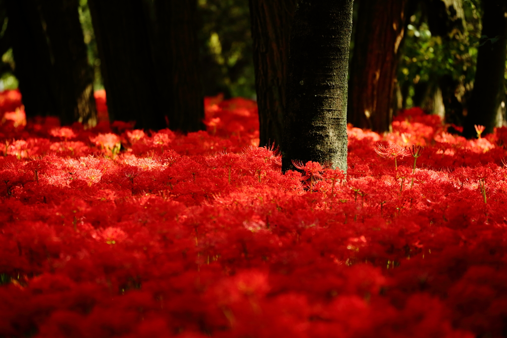 曼珠沙華4　紅洸