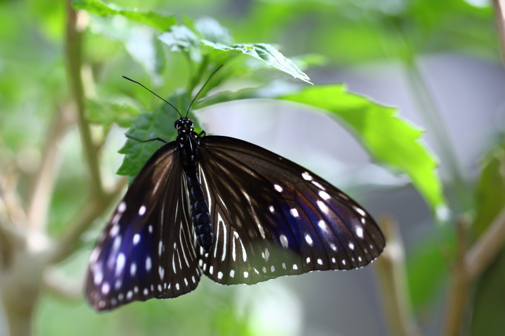 butterfly paradise 20 ツマムラサキマダラ
